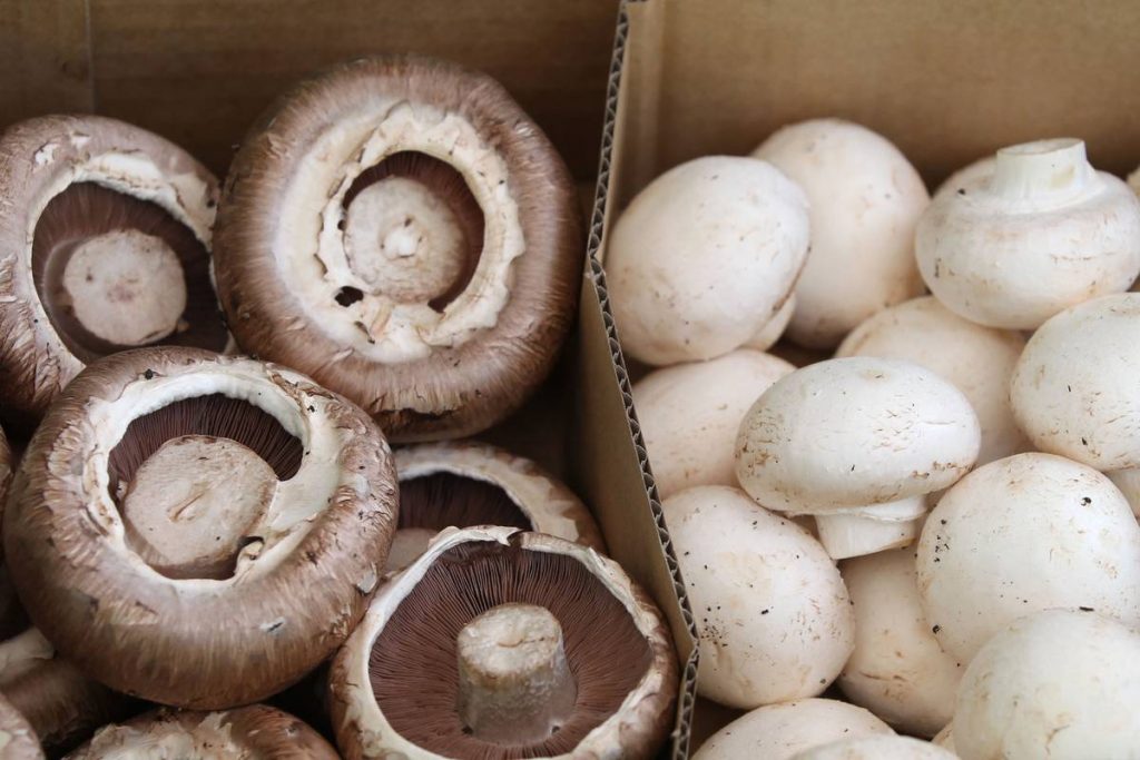 are mushrooms gluten free